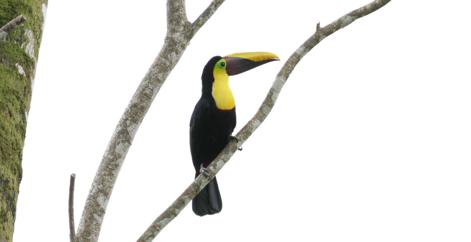 Surfcamp et Yoga à Playa Avellanas, Costa Rica