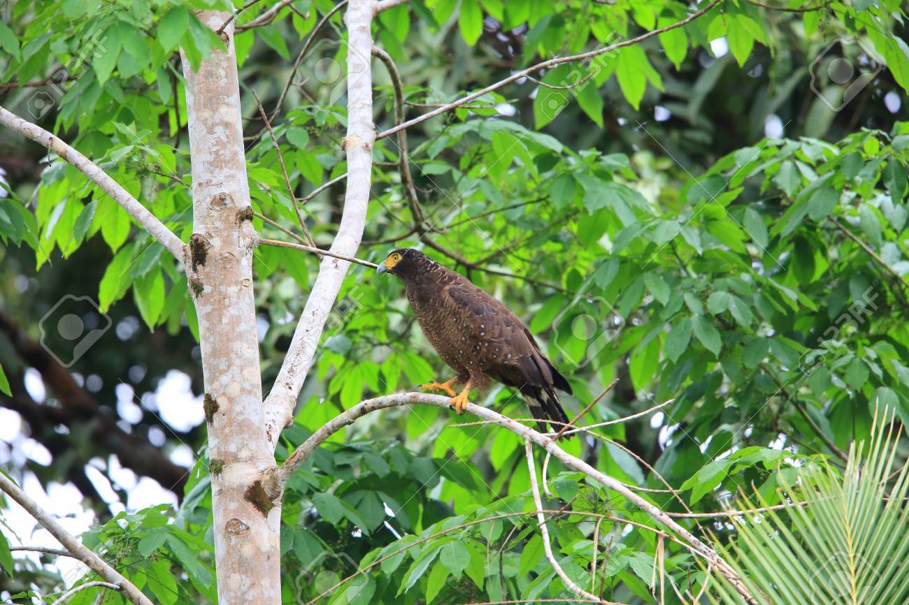 Surf guiding et Yoga sur l'île de Simeulue, Sumatra